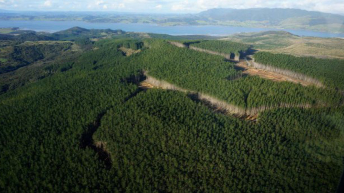 A forest