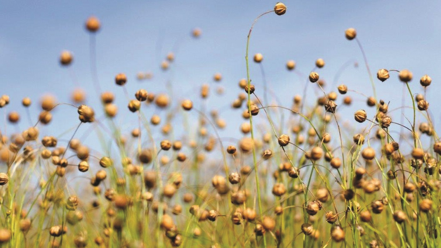 Agriculture in a field