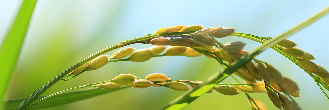 Close up of wheat