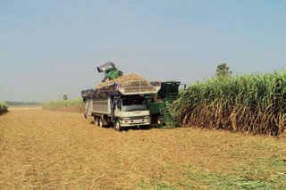 製糖事業の根幹をなすサトウキビ収穫風景
