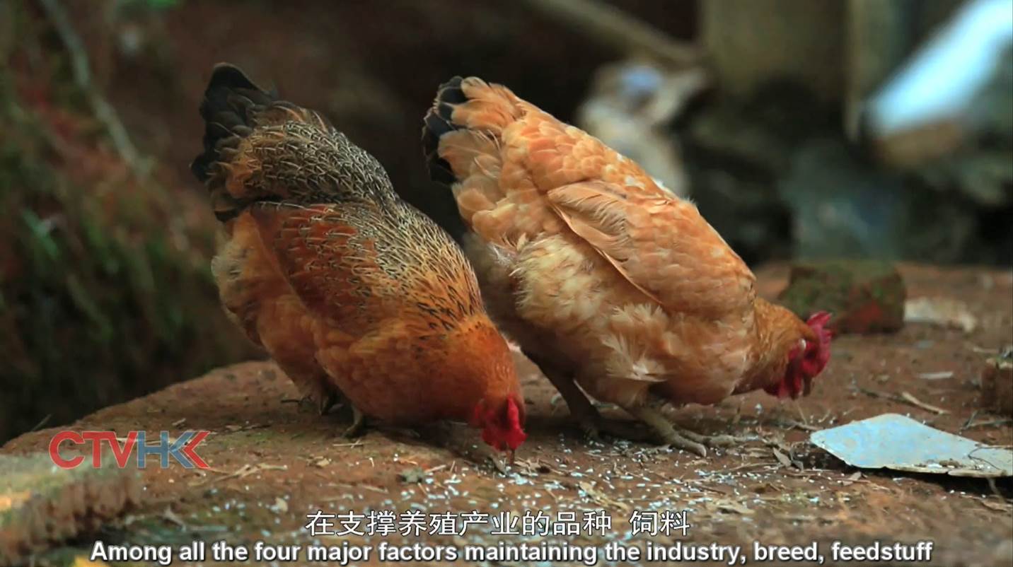 畜産向け動物薬ビジネスで食の安全 安心を守る 住友商事