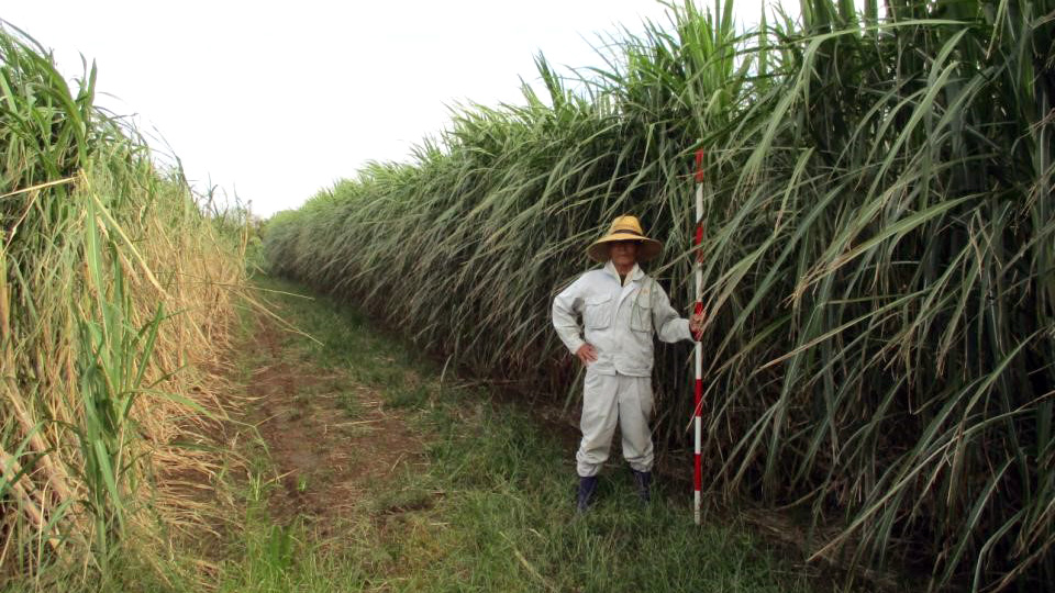 種子島から日本に甘みを サトウキビ産業を進化させる新光糖業 住友商事 種子島から日本に甘みを サトウキビ産業を進化させる新光糖業 住友商事