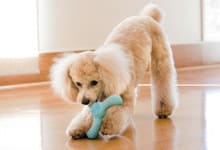 新感覚「ふにゃつよ」が楽しい「デュラプレイ」。おやつを入れて使う「トイーツ」は普段おもちゃで遊ばない愛犬にも好評