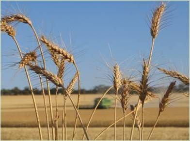 Australian wheat is highly appreciated in Japan as an ingredient for producing premium Udon noodle and Chinese-Style Noodles