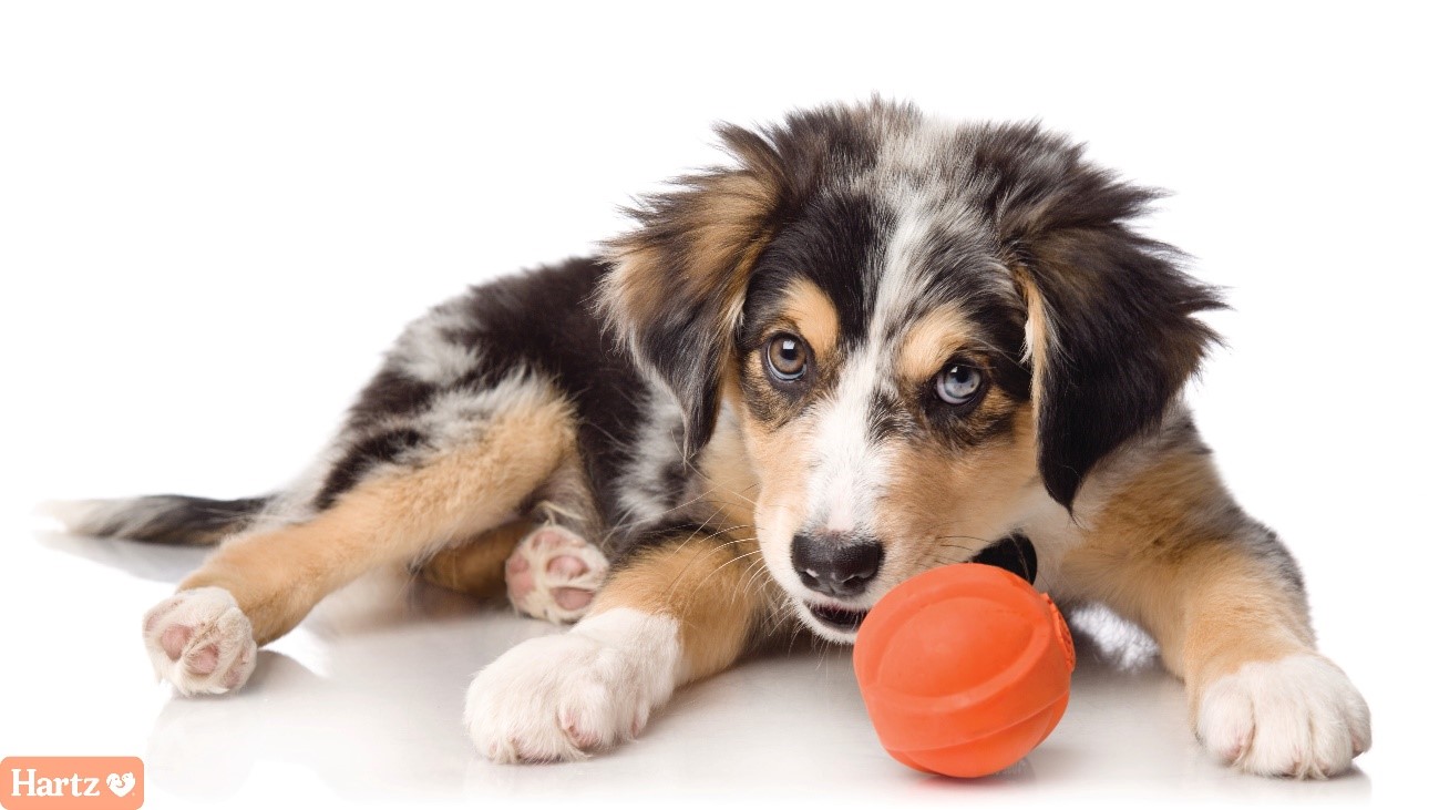 Animal health business for beloved pets Sumitomo Corporation in