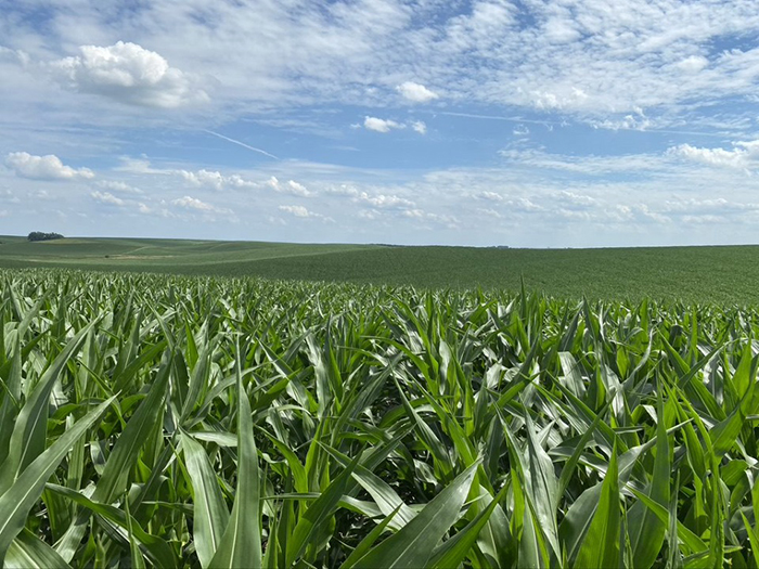 Cornfield where DPH Bio’s products were used