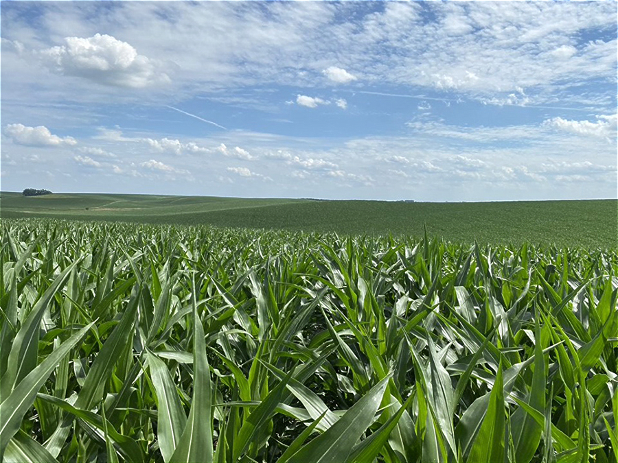 DPH Cornfield